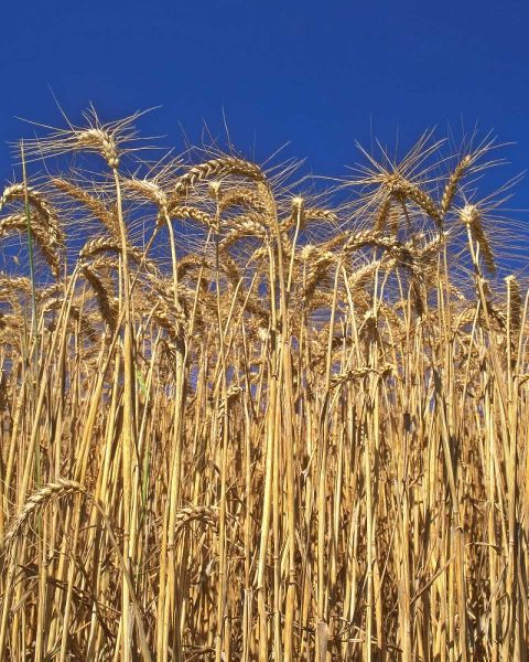 Oregon, Yamhill County Tall wheat stalks
